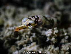 Dinkiest

Banded pipefish - Corythoichthys amplexus

... by Stefan Follows 